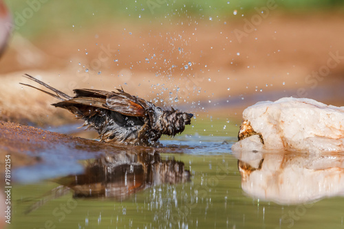 Southern Grey-headed Sparrow bathing in waterhole in Kruger National park, South Africa ; Specie family Passer diffusus of Passeridae