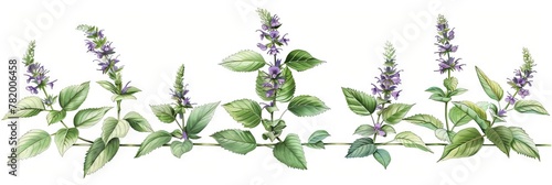 Pogostemon, Pachouli, Cablin Medicinal Perfume Plant, Pachouli Drawing