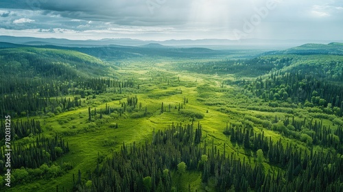 Aerial view of a green boreal forest