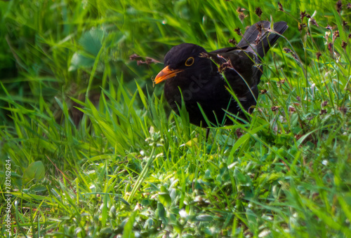 The black thrush (lat. Turdus merula) is a bird living throughout Europe, except for the northernmost regions, in northwestern Africa and in southern Asia.