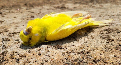 A dead small yellow wild budgie parakeet bird lifeless body fell on the ground. Closeup top view. Heatwave, environment pollution, extinction, lack of water or drought concept.