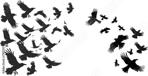 Flock of crows. Migrating flight group of wild rooks ornithology concept
