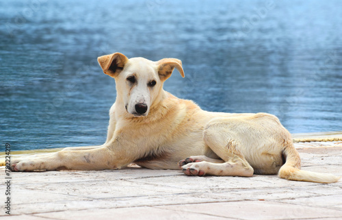 Duży pies odpoczywający nad brzegiem wody w Midoun Tunezja