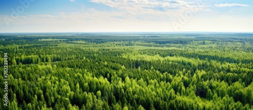 Aerial view of dense Siberian woodland in summer