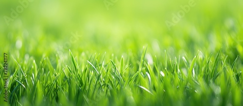 Green grass field close-up with blurred backdrop