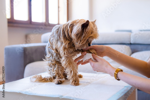 An Unrecognized Woman Wiping His Yorkshire Terrier's Pet Paws With Moistened Wipes. Cleaning And Desinfecting The Dog's Paws After A Walk. Pet Care. Dog Wipes. Canine Hygiene. Take Care Of Your Pet