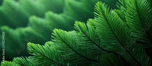 green pine tree close-up with blurred backdrop