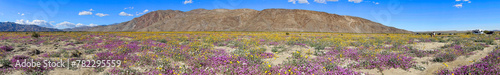 Panoramic view of Anza-Borrego Desert State Park 2024 spring wild flower bloom