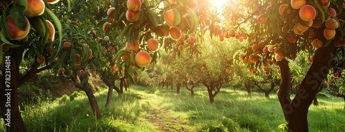 a verdant peach orchard teeming with ripe fruits ready for picking or indulging, promising a delightful experience amidst nature's bounty.