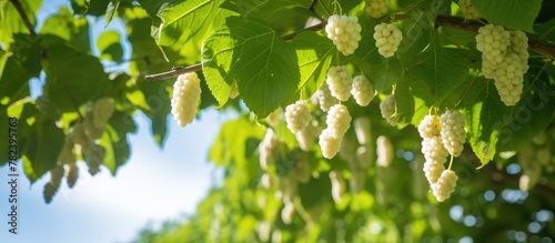White blossoms dangle from tree branch, Morus alba fruits in park