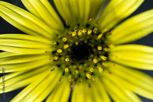 Photomacrography large flower detail yellow daisy petals and anthers with visible pollen.