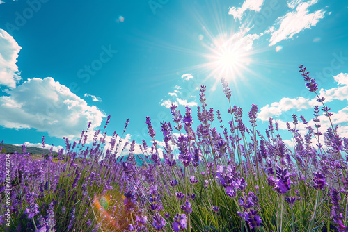 nature purple flower in sunshine in summer under blue sky, banner design