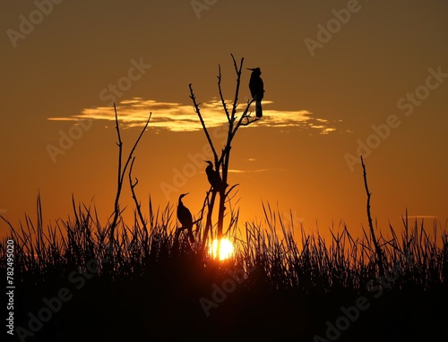 Spectacular Sunrise Sunset Florida Cormorant Anhinga