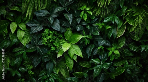 An overhead shot of abundant green jungle foliage, portraying the density and diversity of nature