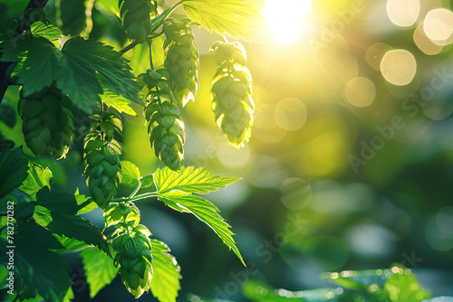 Plantation of green ripe hop cones in sunlight.Brewery and Oktoberfest concept. Herbal natural medicine. Bunch of hops on blurred background for design banner, poster, card with copy space