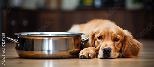 Golden retriever ignores food by bowl