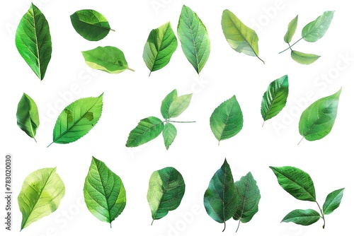 Set of green leaves isolated on white background, Watercolor illustration