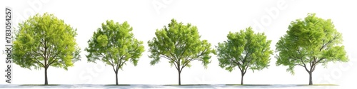 Isolated Red Maple Tree (Acer rubrum) on White Background - 3D Illustration with Clipping Path for Easy Cut-Out - Large Outdoors Tree