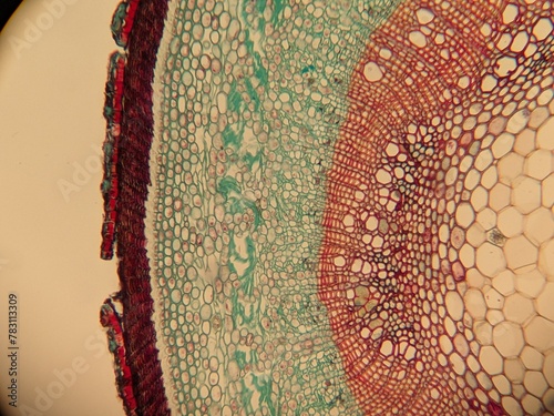 photo of section of plant tissue under the microscope 