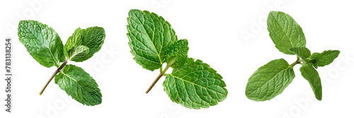 set of mint leaves isolated on white or transparent background