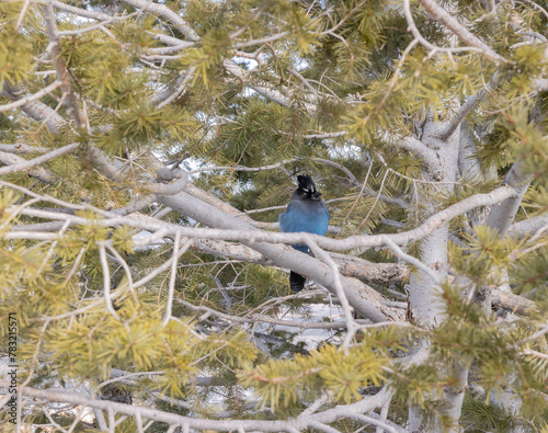 Blue jay that was captured at bryce canyon in utah