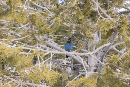 Blue jay that was captured at bryce canyon in utah