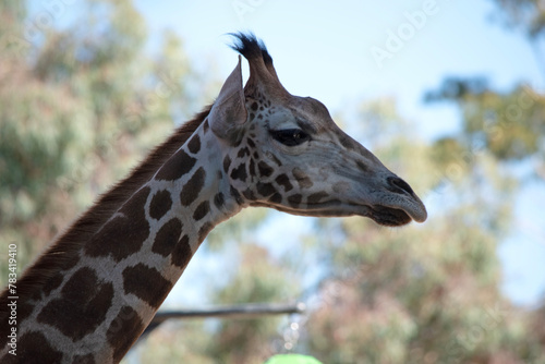 The giraffe is the tallest of all mammals. The giraffe has a short body, a tufted tail, a short mane, and short skin-covered horns.