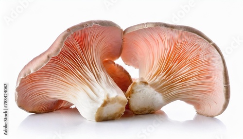 pink oyster mushroom isolated on white background