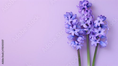 beautiful bunch of violet hyacinths flowers on decent pastel purple background - the background offers lots of space for text
