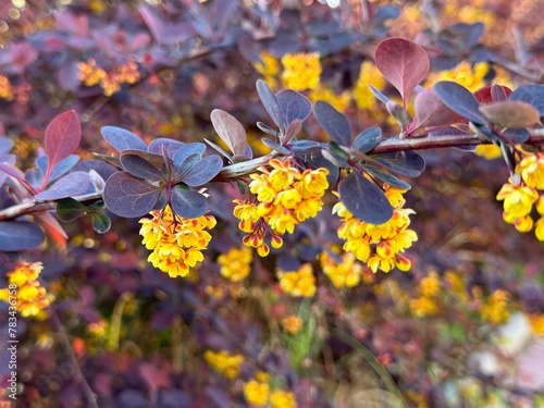 Berberys Thunberga, group of beautiful small yellow petal flowers in bloom, purple reddish leaves. 