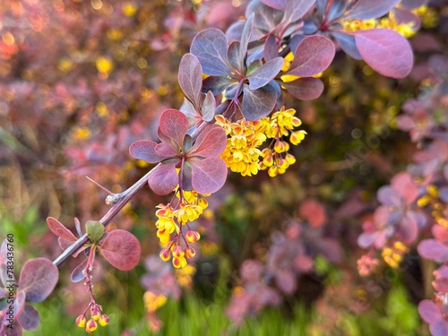 Berberys Thunberga, group of beautiful small yellow petal flowers in bloom, purple reddish leaves. 