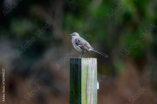 juvenal mocking bird standing on 4x4 post bokeh foliage background