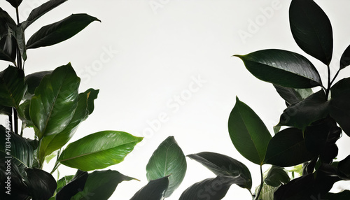 観葉植物 多肉植物 素材 余白 白背景 シンプル
