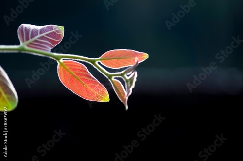 Closeup shot of colorful Liver Fluke leaves against the isolated background