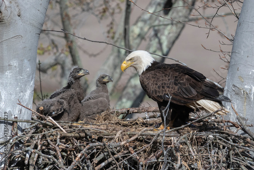 Bald eagle perched on a nest with its eaglets in a tree