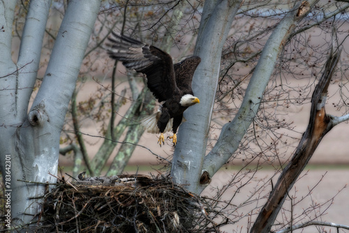 Bald eagle flying over a nest in a tree