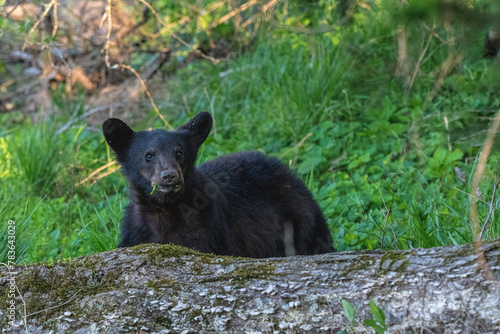 Black bear cub walking around on grass in a park