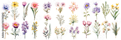 Exquisite Collection of Watercolor Floral Illustrations