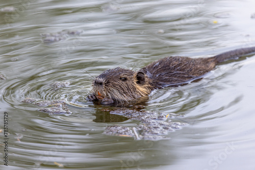 A young nutria or coypu (Myocastor coypus) swims in the river