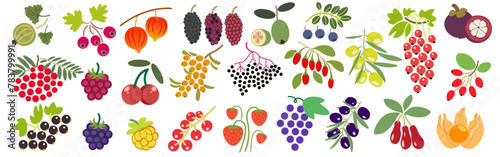 color isolated berries collection in flat style in vector. image of natural healthy eco raw food.template for logo sticker poster print decor design