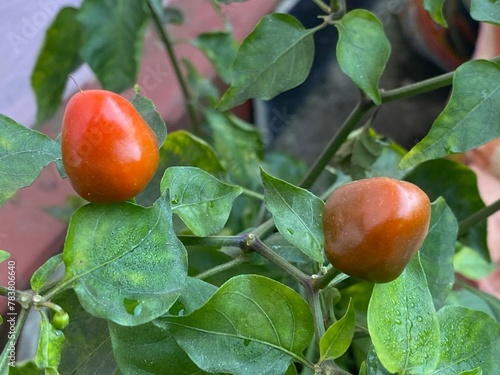 vegetable arganic testy and healthy food