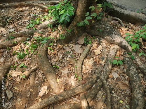 taproot and base of large trees in forests in national parks