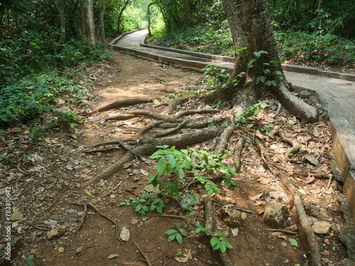 taproot and base of large trees in forests in national parks