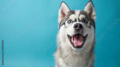 A happy dog with a blue background. The dog is smiling and has its tongue out. The blue background gives the image a calm and peaceful mood