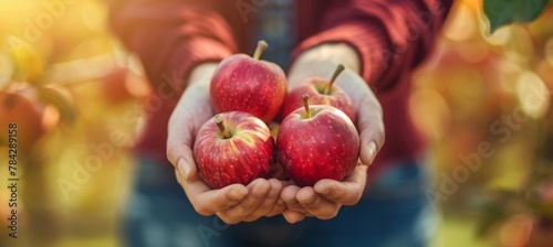 A farmer's hands holding red apples in an apple orchard, ready for picking and packaging into ceramic pots for home gardening or cooking. Closeup of hands holding red apples in an apple orchard