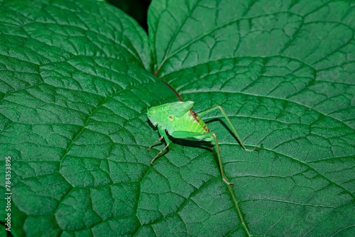 Closeup of a green tiny grasshopper on a leaf