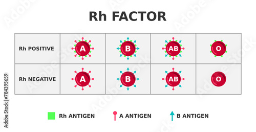 Rh factor blood group system. Rh positive on Rh negative. Rhesus D antigen on the surface of red blood cells. Importnace in blood transfusion. 85% of people are Rh-positive. Vector illustration.