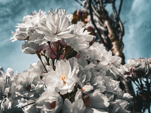 white flower on blue sky