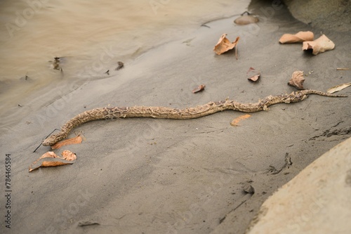 Captivating Indian Python Photos | Valmiki Tiger Reserve Stock