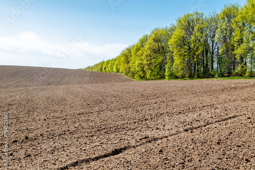 A freshly plowed and sown agricultural field at the beginning of the spring season. The surface of the soil prepared for agricultural land. Landscape with blue sky and trees on the horizon.